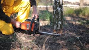 Best Commercial Tree Services  in Dublin, VA