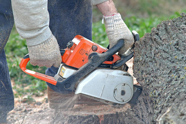 Reliable Dublin, VA Tree Services Solutions