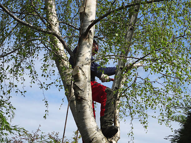 Best Tree Maintenance Programs  in Dublin, VA